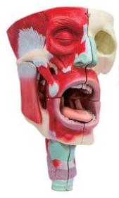 鼻、口、咽喉腔分解模型